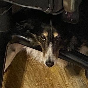 Meet your Posher, Angela